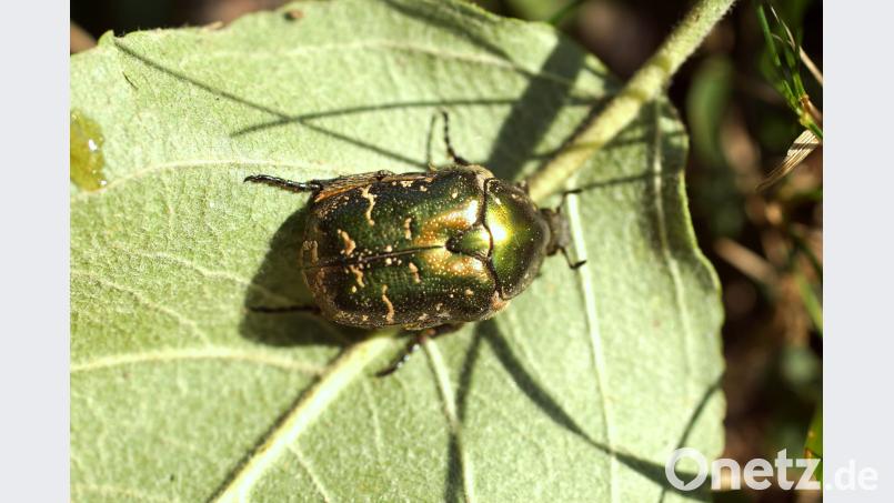 Grün und bedroht: der Kupfer-Rosenkäfer gehört zu den besonders geschützten Arten bkr