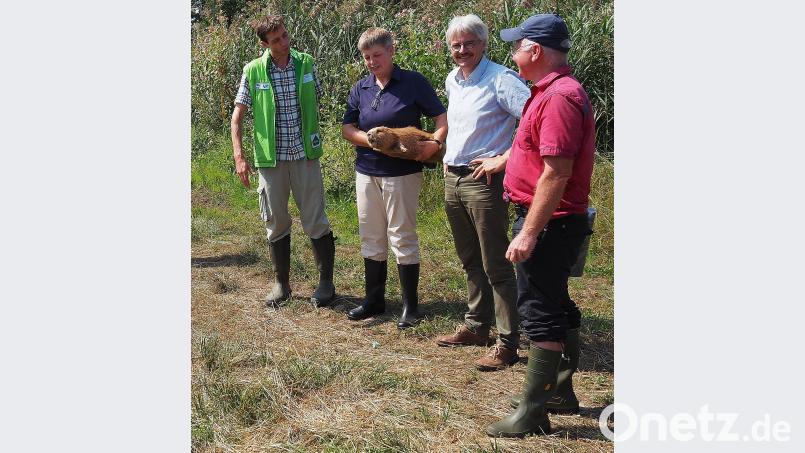 Sigrid Peuser vom LBV Oberpfalz hat einen präparierten Jungbiber mitgebracht, damit im Biberrevier wenigsten eines der Tiere zu sehen ist. Es wird bewundert von Bibermanager für Nordbayern, Horst Schwemmer, BUND-Naturschutz Landesvorsitzendem Richard Mergner und Adolf Küblböck, Ehrenvorsitzender der LBV-Kreisgruppe Weiden-Neustadt. Bühner
