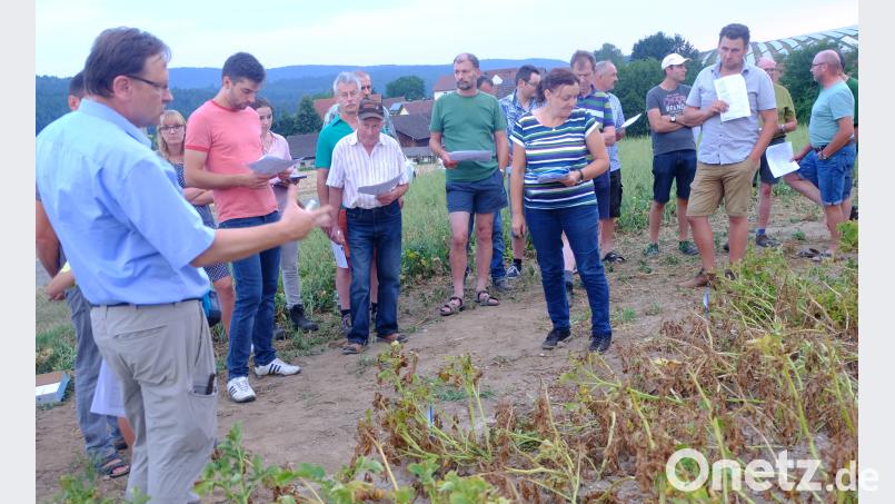 Die Führung durch den Versuchsanbau für Speise- und Veredelungskartoffeln beim Betrieb Graf in Eckendorf bei Nabburg fiel bei den Kartoffelanbauern der Erzeugergemeinschaften Neunburg/Nabburg, Stulln und Waldau auf eine starke Resonanz. Insgesamt wurde das Resultat von 24 Kulturen präsentiert. Im Bild Adolf Kellermann (links) von der Bayerischen Landesanstalt für Landwirtschaft in Freising. Bild: ohr