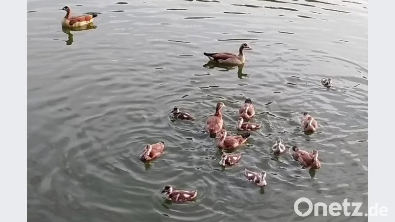 Nilgänse. edo