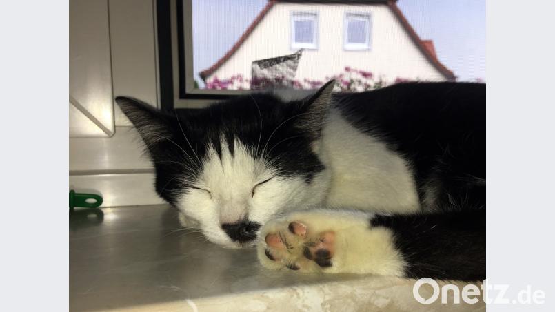 Katzentag Petra Sieder