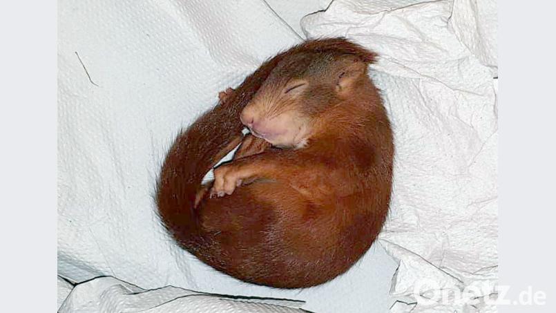 Ein Eichhörnchen liegt schlafend auf einem Lager. Zuvor hatte es hartnäckig einen Mann verfolgt und damit einen Polizeieinsatz ausgelöst. Polizei/Polizeipräsidium Karlsruhe/dpa