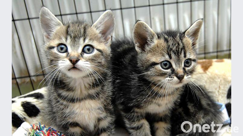 Katzenkinder im Tierheim Amberg, Alexander Unger