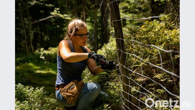 Eine Teilnehmerin der Bergwaldprojektwoche am Forstbetrieb Fichtelberg baut einen entbehrlichen Forstzaun ab. exb