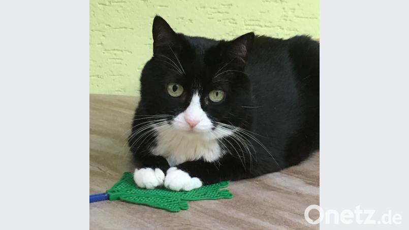Katzentag Thorsten Dagner