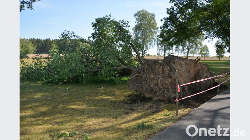 Opfer eines Sturms wurde am Mittwochnachmittag dieser Baum beim Schloss Fockenfeld. jr