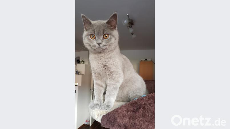 Ein Zufall brachte Kater Obelix in seine Familie. Marion &amp; Thomas Waschka