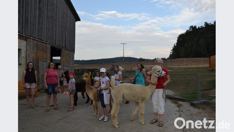 Die Kinder und Erwachsenen genossen am Konradenhof in Gaisheim eine Wanderung mit Alpakas gi