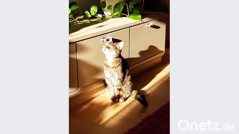 Maxi hat ihren Platz an der Sonne immer genossen. Nadine Lenk