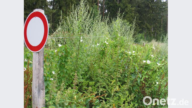 Einen Bogen macht der Forstweg nunmehr um das überbaute Grundstück des VSL. bkr