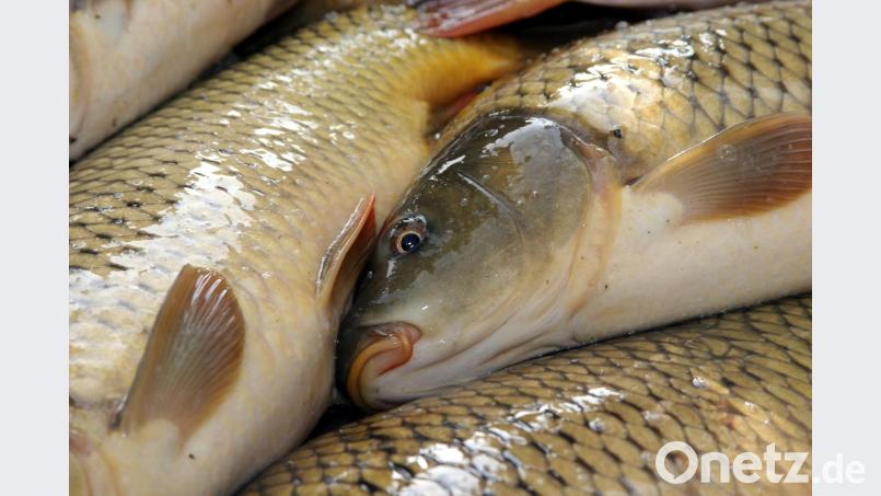 Karpfen vertragen zwar die Hitze, doch die Wasserknappheit macht ihnen in den Teichen zu schaffen. Götz