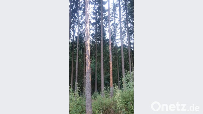 Wer im Wald derzeit braune Baumkronen entdeckt, sollte umgehend Alarm schlagen. Die Situation ist brenzlig. Der Borkenkäfer frisst sich gierig durch den heimischen Wald. dob
