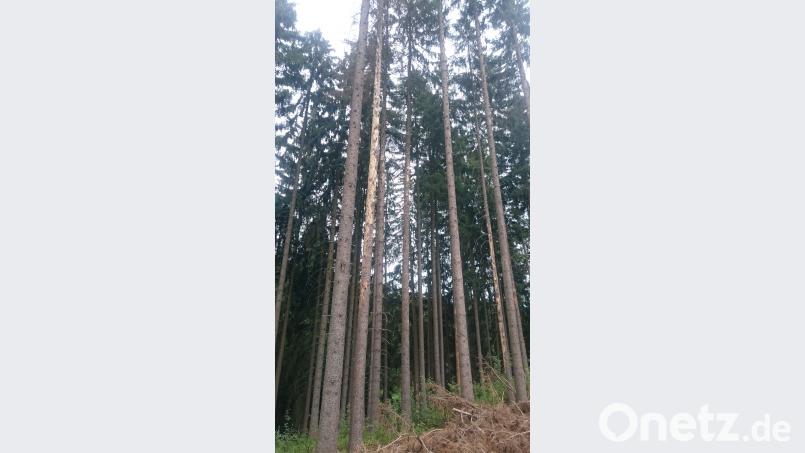Wer im Wald derzeit braune Baumkronen entdeckt, sollte umgehend Alarm schlagen. Die Situation ist brenzlig. Der Borkenkäfer frisst sich gierig durch den heimischen Wald. dob