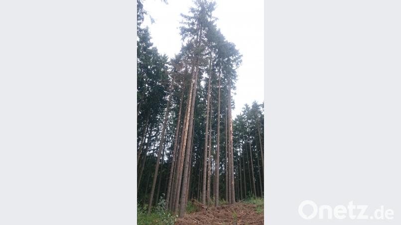 Wer im Wald derzeit braune Baumkronen entdeckt, sollte umgehend Alarm schlagen. Die Situation ist brenzlig. Der Borkenkäfer frisst sich gierig durch den heimischen Wald. dob