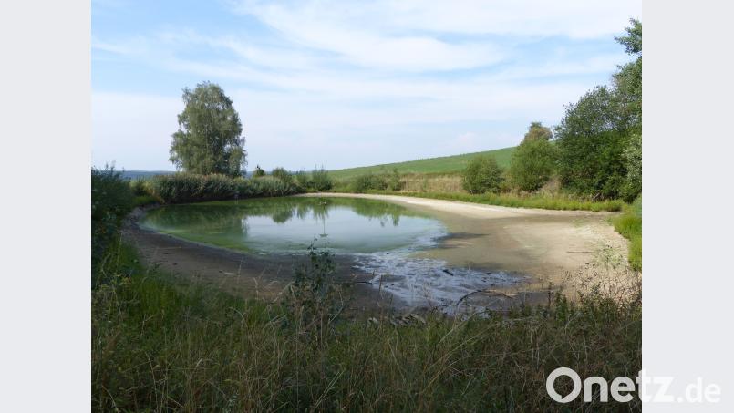 Ein Weiher bei Wolfring: Trotz waldreicher Umgebung ist der Wasserstand dramatisch gesunken. Die Fische müssen wohl herausgenommen werden. Völkl