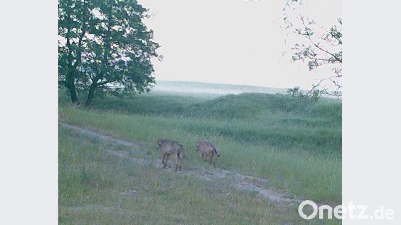 Das Wolfspaar vom Truppenübungsplatz auf einer Aufnahme aus dem Sommer 2017. Vermutlich sind sie wohl auch in diesem Jahr nur zu zweit unterwegs. Bundesforst/exb