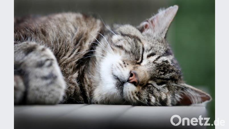 Symbolbild Martin Gerten/dpa