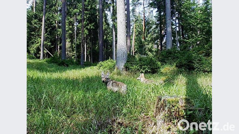 Zwei junge Welpen im Veldensteiner Forst auf einer Aufnahme vom 2. August 2018 Landesamt für Umwelt