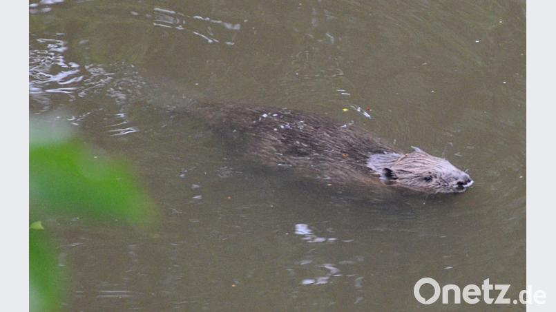 Gehasst und geliebt: Die Fischer setzen ihre Hoffnung auf den Biber, wie hier im Flutkanal vor dem DJK-Gelände. Biberdämme stauen Tümpel an, in denen Fische auch bei Niedrigwasser überleben können. Kunz