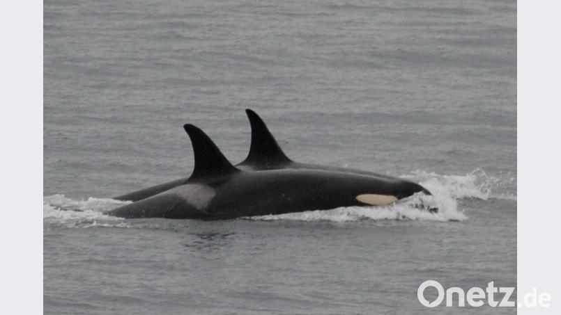 Der Orca namens J-35 (vorne) beim Schwimmen mit Artgenossen. Foto: Center for Whale Research via AP Uncredited