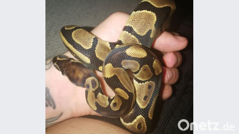 Die wenige Monate alte Königspython ist wieder da. Sie lag am Montagmorgen in einer Plastiktüte vor der Wohnungstür von Dominik Sauer. Dominik Sauer