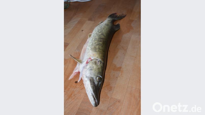 Wer keinen Hecht mag, kann die Ravioli auch mit Lachs zubereiten. Schiffer