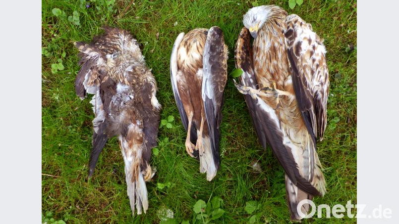 Die Ermittlungen zu der Vergiftungsserie im Landkreis Cham im vergangenen Sommer sind inzwischen eingestellt worden. LBV-Zentrum Mensch und Natur Cham/dpa