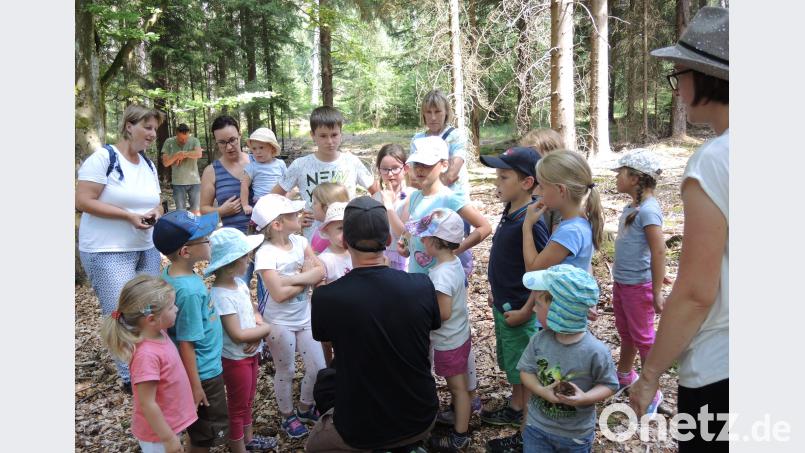 Mit dem Förster unterwegs: So schön kann Wald sein. sm