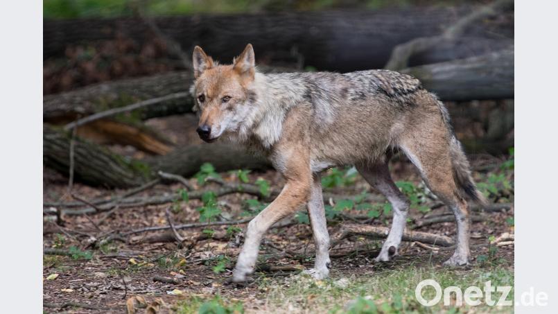 Ein Wolf in einem Wildgehege. Foto: Monika Skolimowska/Illustration Monika Skolimowska