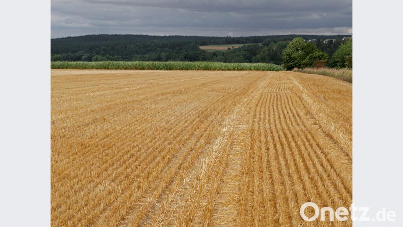So früh wie nie haben die Landwirte im Landkreis ihre Getreidefelder abgeerntet. tr