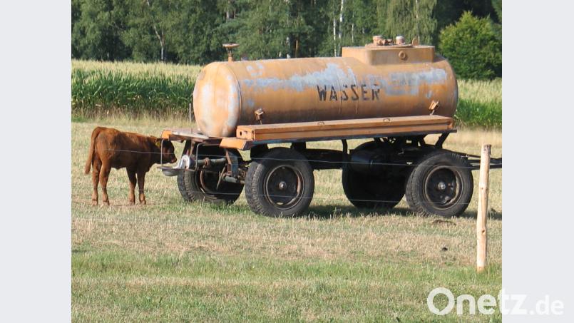 Ein Wasserfass macht für das Langhornkalb die Hitze erträglicher. bkr
