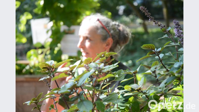 Frisches Basilikum gefällig? Gabi Schönberger