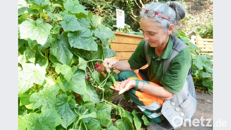 Die Gurke braucht noch etwas Zeit zum Wachsen, bevor sie geerntet werden kann. Gabi Schönberger