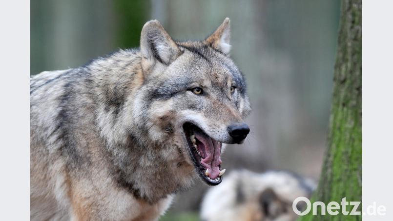 Europäische Grauwölfe halten sich in einem der weitläufigen Gehege eines Wolfscenters auf. Foto: Ingo Wagner/Archiv Ingo Wagner
