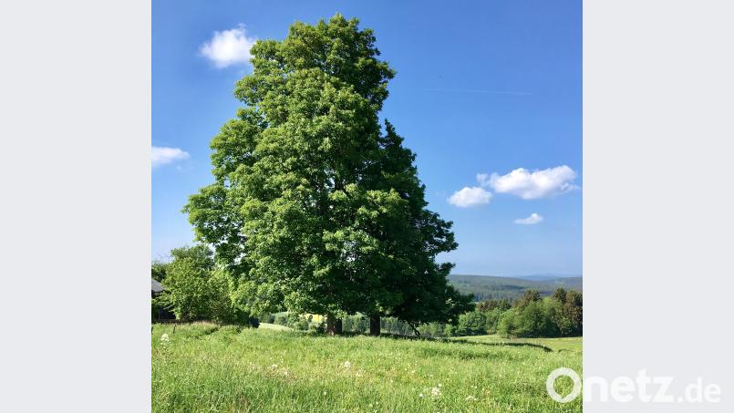 Bei den Kunstsamstagen geht es darum, Landschaft zu malen, mit Pinsel, Bleistift und Fotoapparat. Die Akteure erwartet eine besondere, pure Natur. 	Bild: Rainer Christoph Rainer Christoph