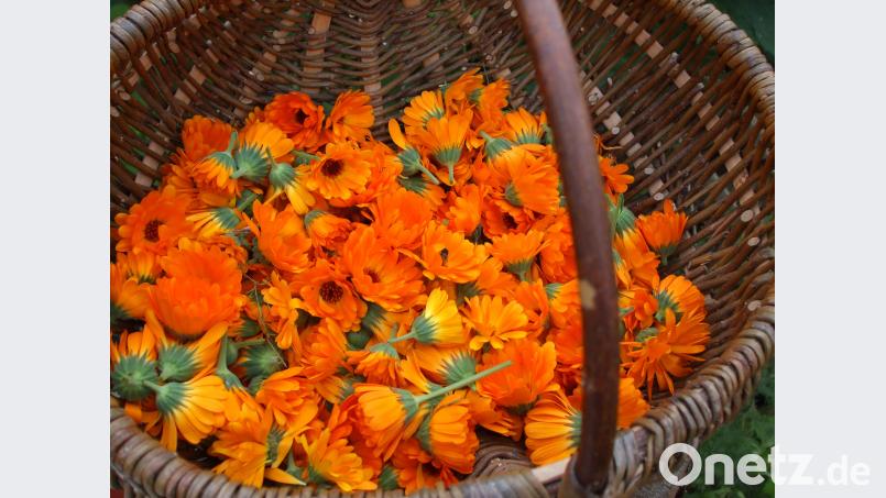 Aus Ringelblumen kann eine Salbe hergestellt werden, die als Hausmittel hochgeschätzt wird. Kräuterexpertin Markusine Guthjahr lobt ihre entzündungshemmende Wirkung. Adele Schütz