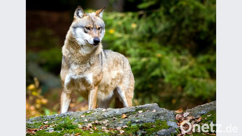 Der Wolf ist da. Die Freude über seine Rückkehr ist getrübt.  Patrick Pleul/dpa