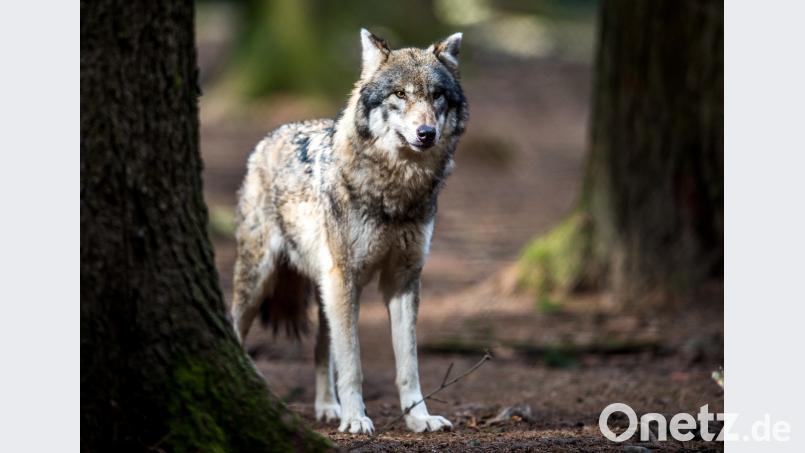 Fünf Kälber im Landkreis Oberallgäu sind nach Angaben des Landesamts für Umwelt (LfU) von einem Wolf getötet worden. Symbolbild: Alexander Heinl/dpa