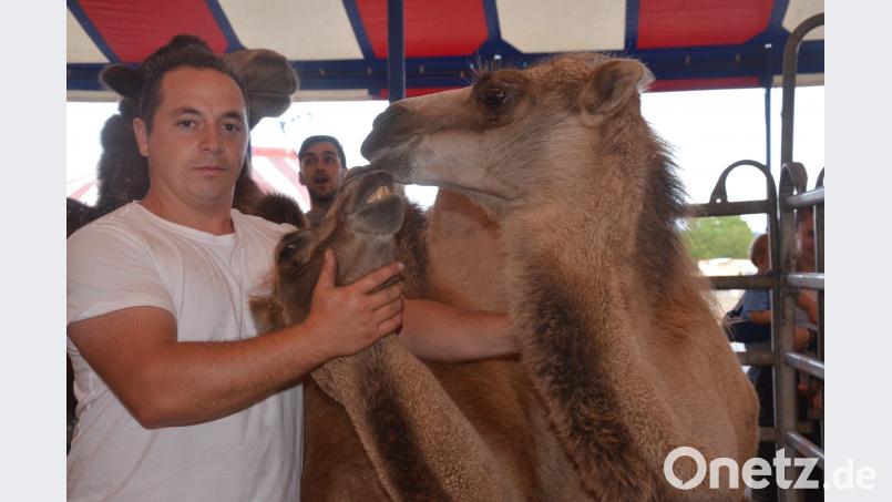 Tiertrainer Antonio Lauenburger und die namenlosen Kamelzwillinge. Bild: Kunz Kunz