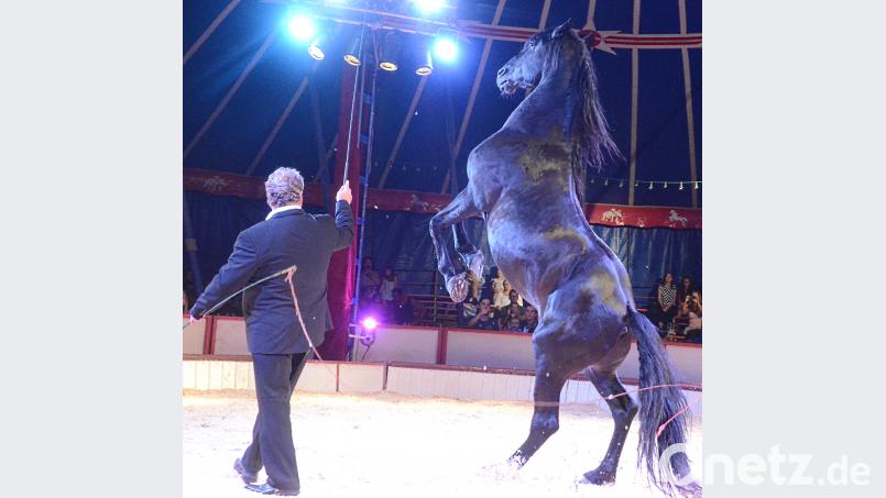 Tolle Pferdedressur. Bild: Kunz Kunz