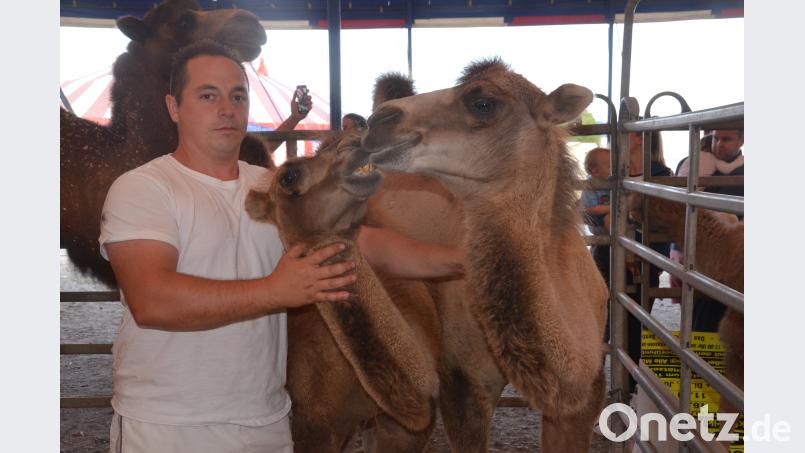 Tiertrainer Antonio Lauenburger und die namenlosen Kamelzwillinge. Bild: Kunz Kunz