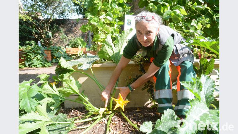 Die Zucchini-Blüten sind ein Hingucker. Gabi Schönberger