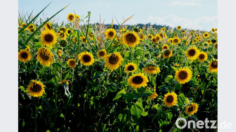 Sonnenblumen do
