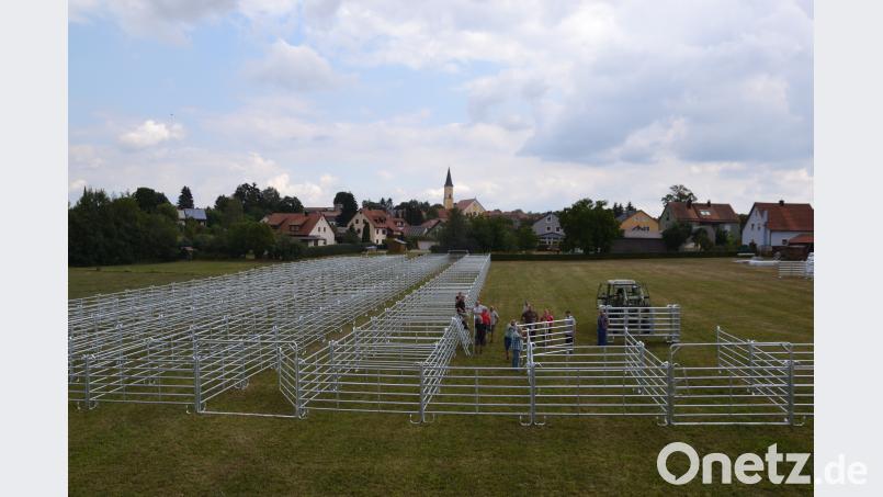 Viele freiwillige Helfer stellen die Boxen für die fast 250 Rinder auf. gi