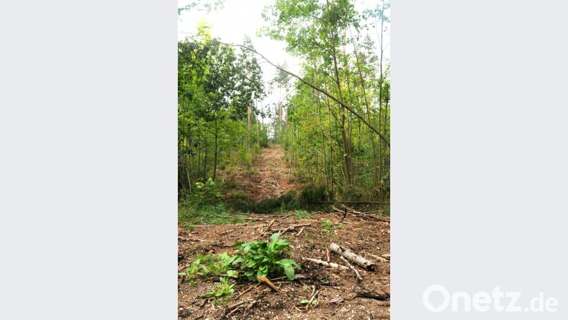 Sogenannte Rückegassen ermöglichen dem Harvester, den Wald schonend zu befahren. Natürlich sieht man noch überall die Spuren und die Holzreste. Bild: ge