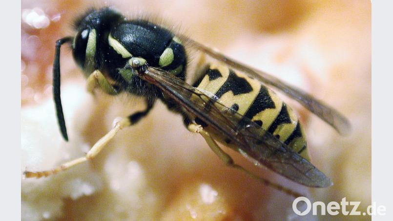 Wespen sind für viele kleine Quälgeister. Doch eigentlich sind sie sehr nützlich: Sie fressen Blattläuse und andere schädliche Insekten und sind selbst eine gute Nahrungsquelle für Vögel. Karin Wilck