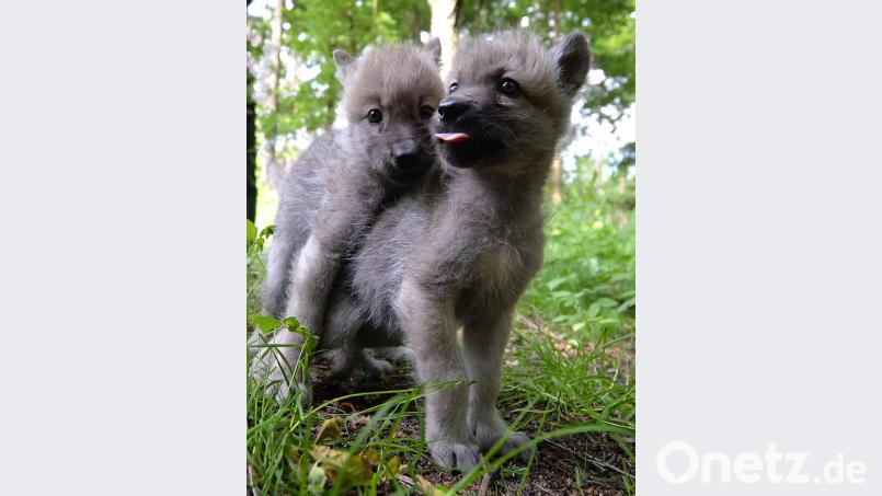 Wolfswelpen kommen recht tapsig daher. Wenn ausgewachsene Exemplare aber durch die Kulturlandschaft streifen, ist es mit dem Baby-Bonus schnell dahin. CSU-Politiker Harald Schwartz und LBV-Chef Norbert Schäffer sind bei einem Redaktionsgespräch auf der Suche nach einem gemeinsamen Nenner in Sachen Problemtiere. Carmen Jaspersen/dpa
