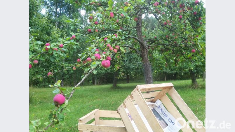 Unter der Last von ungewöhnlich vielen Äpfeln biegen sich die Zweige der Bäume in der Region. Allerdings rechnen die Betreiber der Obstpressen mit relativ kleinen Früchten. bl