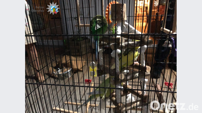 Diese drei Wellensittiche findet eine Regensburgerin auf ihrem Balkon. Feuerer, PI Regensburg Süd