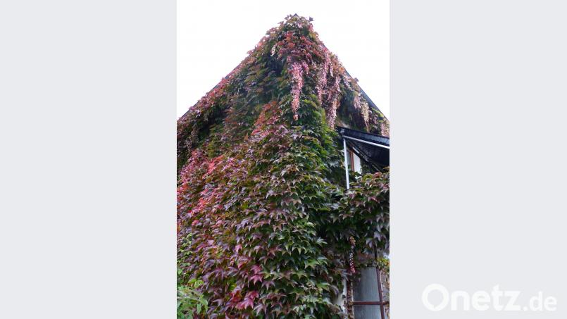 Farbfeuerwerk im Herbst - der letzte Paukenschlag des Fassadenbewuchses im SRZ-Garten am Meierfeld. rlö
